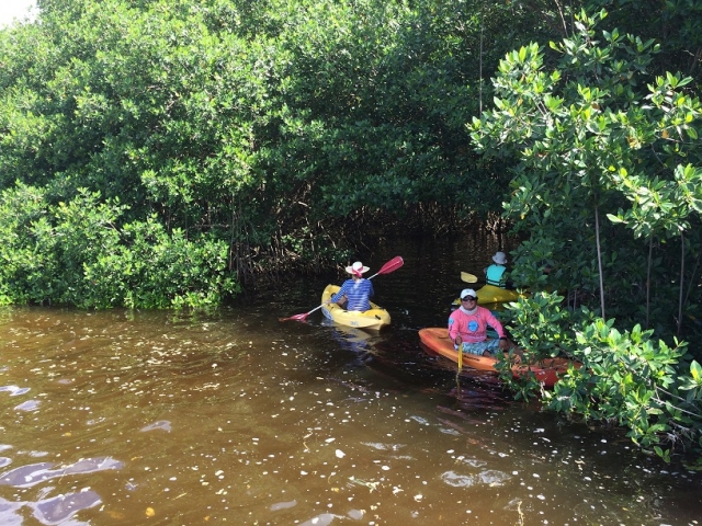 kayaks en los manglaternera